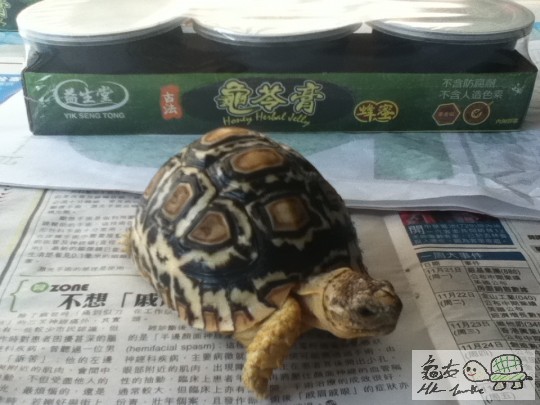正宗龜苓膠XD