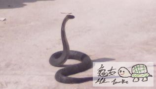 眼鏡蛇....jpg