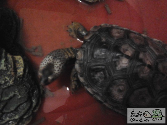 2011-12-08 06.05.12.jpg