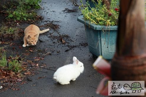 貓與兔的遊戲..................jpg