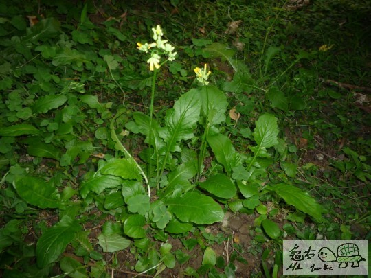 P1100657.JPG