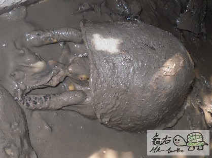 泥1.jpg