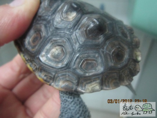 首先龜背一笪跟住對下又一笪及邊緣