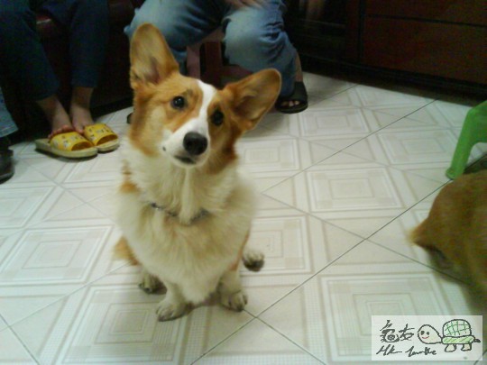 識聽說話 ge 犬.JPG