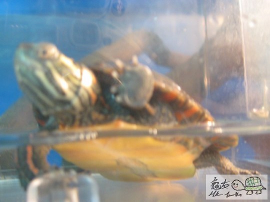 中部