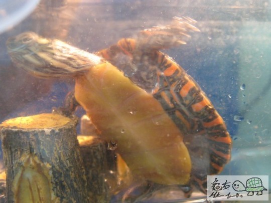 東部錦龜