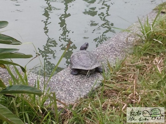 牠的背影....................................