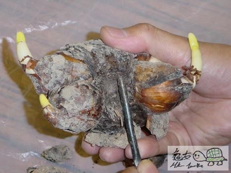 2) 清理水仙花底部.jpg