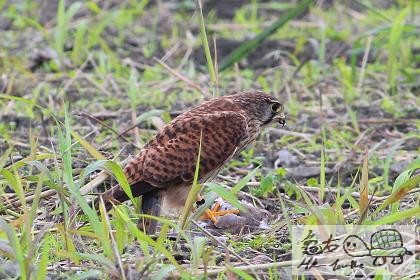 紅隼的野餐....jpg