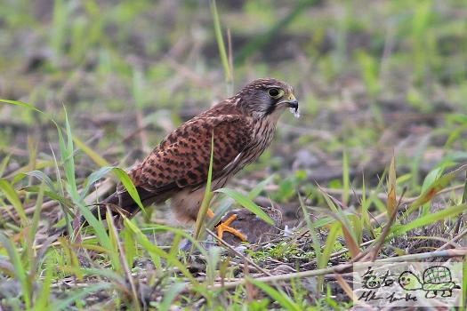紅隼的野餐.....jpg