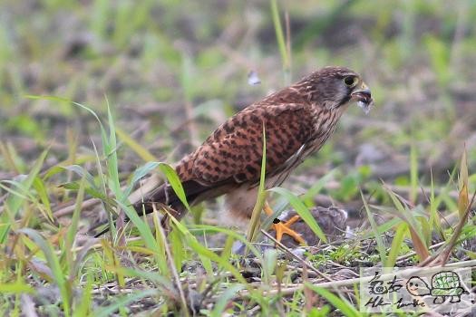 紅隼的野餐......jpg