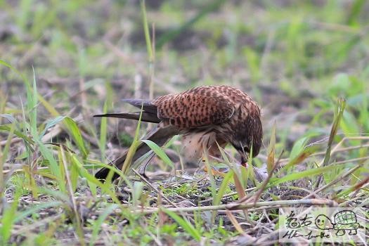 紅隼的野餐........jpg
