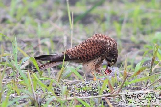 紅隼的野餐.........jpg