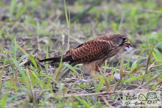 紅隼的野餐..........jpg
