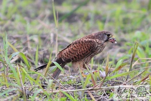 紅隼的野餐...........jpg