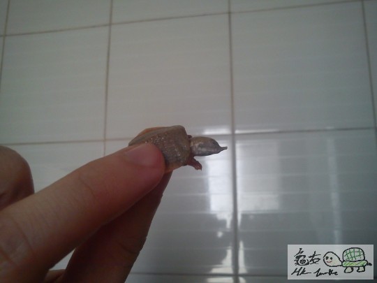 121658tvcl8gg1jztsmu21.jpg
