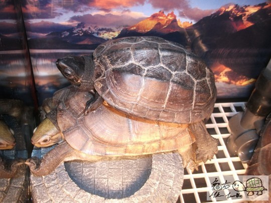 DSCF1585 (1280x960).jpg