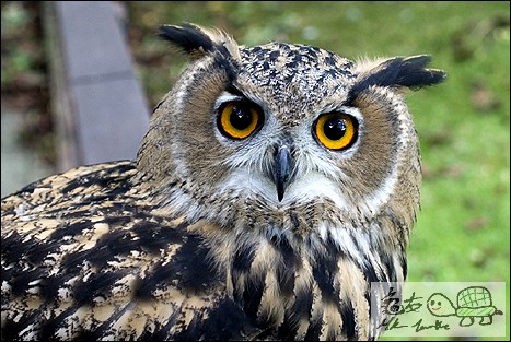 page27-european_owl_1_467x313.jpg