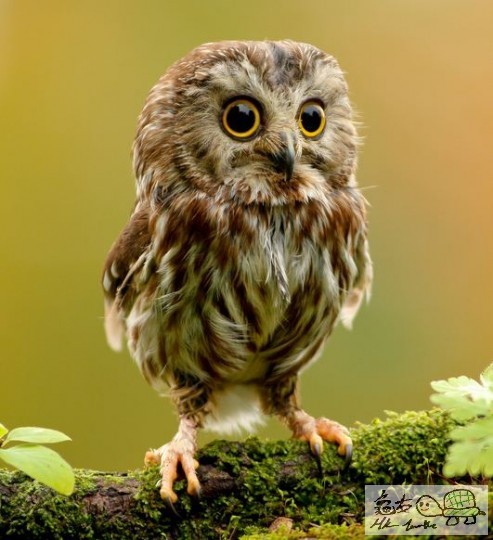 baby-owl-II.jpg