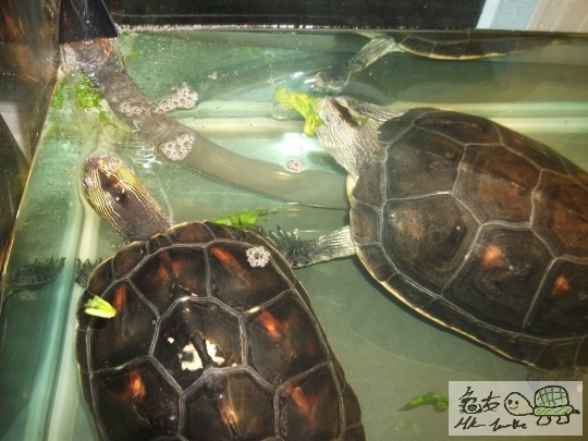 DSCF1716 (1280x960).jpg