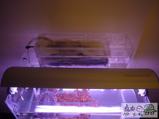 上置缸頂二層濾水箱