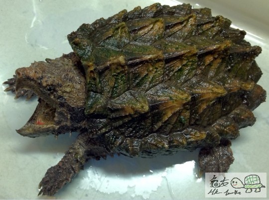 全品凸背，威猛