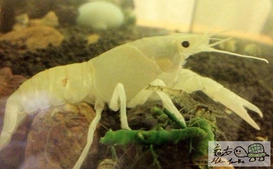 小白，同小藍一樣大細