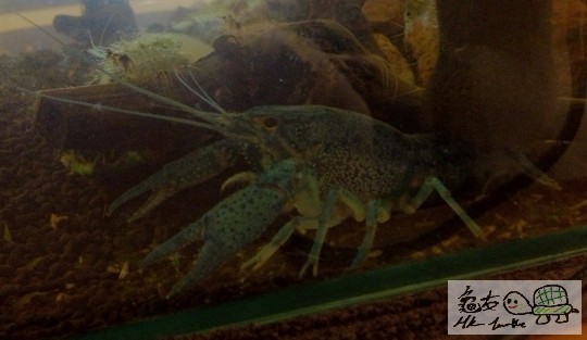 小藍，同小白一樣大細