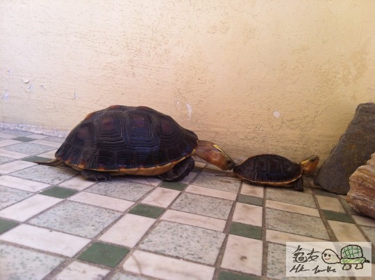 IMG_6227=3蚊 1毫.JPG