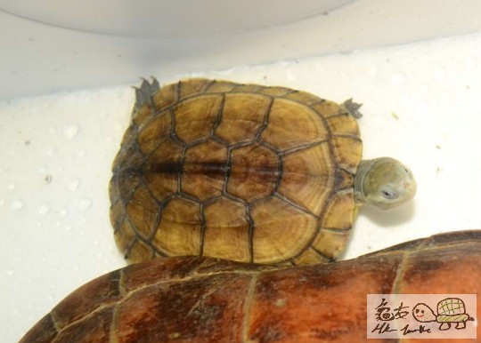 北喉水龟 (3).jpg