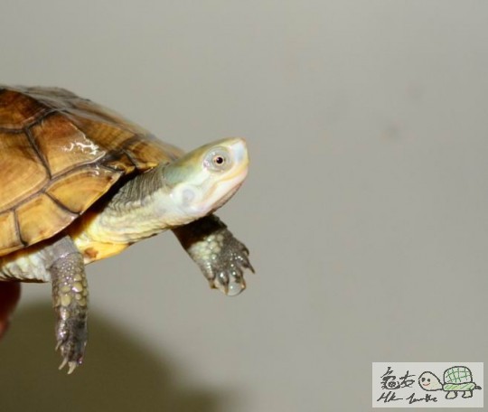 北喉水龟 (4).jpg