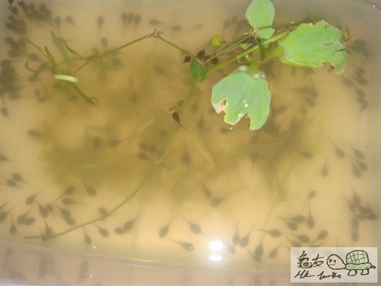 食物1.jpg