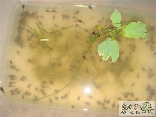食物2.jpg