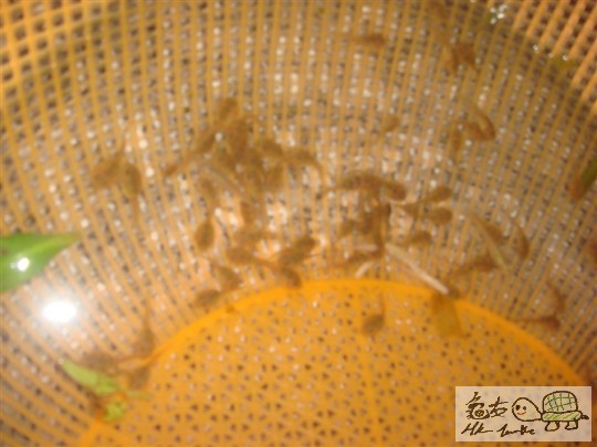 食物3.jpg