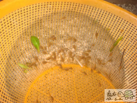 食物4.jpg