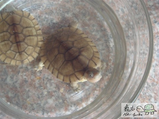 窝居1.jpg