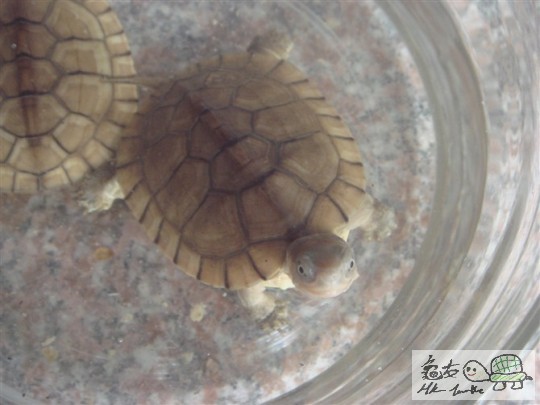 窝居2.jpg