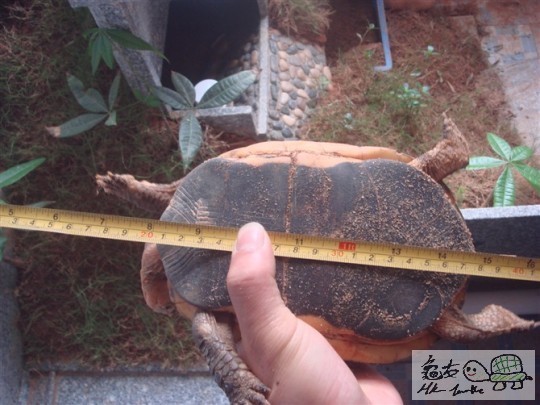 最长一只应该18，相机镜头.jpg