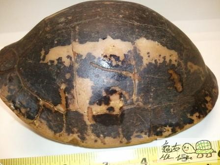 藍眼黑背,但多舊傷痕,未開食...$880