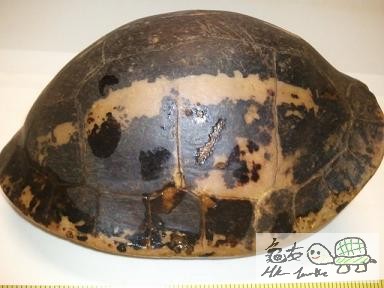 藍眼黑背,但多舊傷痕,未開食...$880