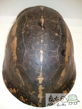 藍眼黑背,但多舊傷痕,未開食...$880