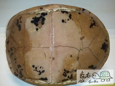 藍眼黑背,但多舊傷痕,未開食...$880