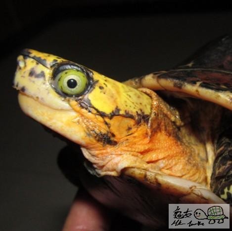 藍眼黑背,但多舊傷痕,未開食...$880