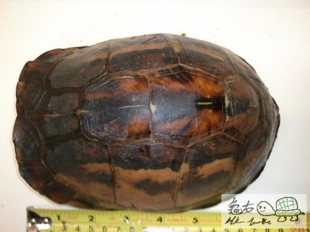 布氏母,未開食...$860