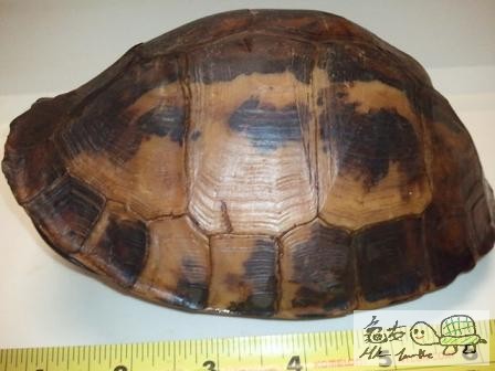 布氏母,未開食...$860