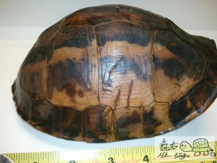 布氏母,未開食...$860