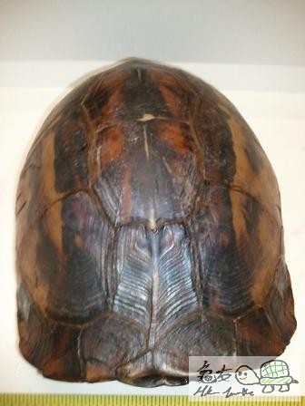 布氏母,未開食...$860