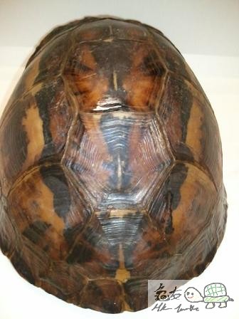 布氏母,未開食...$860