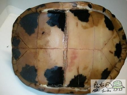 布氏母,未開食...$860