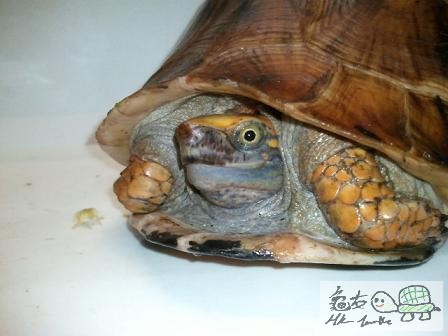 藍下巴,已食過蕃茄...$960(已售)